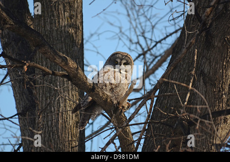 Grande gufo grigio, prese a Middleton, Wisconsin nei primi giorni di aprile 2013. Questo uccello è che raramente si trova nel sud del Wisconsin. Foto Stock