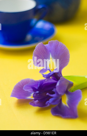 Ritratto di close-up shot di porpora e giallo olandese Iris fiore accanto a un blu tazza di espresso su un piano portapaziente giallo. Foto Stock