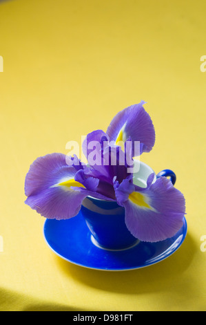 Ritratto di close-up shot di porpora e giallo olandese Iris fiore nel blu di una tazza di espresso su un piano portapaziente giallo. Foto Stock