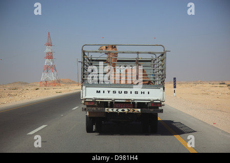 Trasporto di un cammello puledro con LWK sulla strada del deserto nella zona Ai-Wusta, Oman Foto Stock