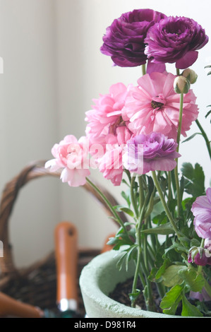 Ritratto di close-up shot di rosa, viola chiaro e viola scuro Ranunculus fiori in un vaso di teal nella parte anteriore di un cesto in vimini. Foto Stock