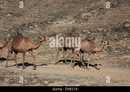 Camel fornelli nel Dhofargebiet, Jabal Al Qamar, southern Oman Foto Stock