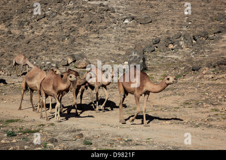 Camel fornelli nel Dhofargebiet, Jabal Al Qamar, southern Oman Foto Stock