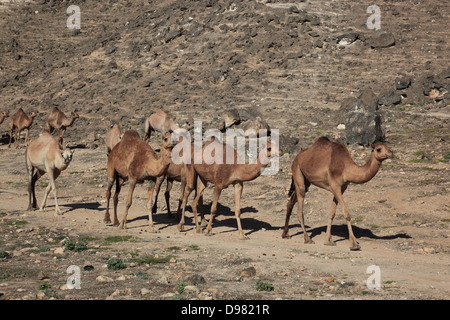 Camel fornelli nel Dhofargebiet, Jabal Al Qamar, southern Oman Foto Stock