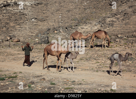 Camel fornelli nel Dhofargebiet, Jabal Al Qamar, southern Oman Foto Stock