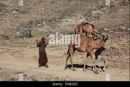 Camel fornelli nel Dhofargebiet, Jabal Al Qamar, southern Oman Foto Stock