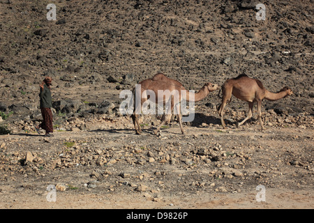 Camel fornelli nel Dhofargebiet, Jabal Al Qamar, southern Oman Foto Stock