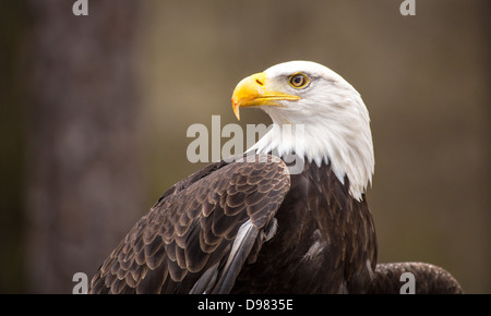 Un bellissimo American aquila calva come cerca le prede. Foto Stock