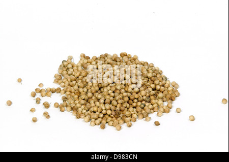 Un mucchio di semi di coriandolo su uno sfondo bianco. Foto Stock