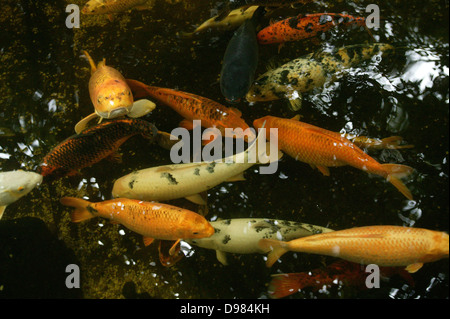 Colorate differenti koi nuotare in un stagno. Foto Stock