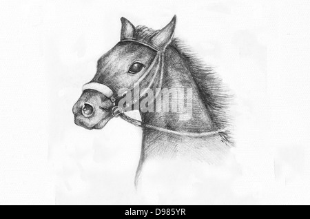 Dettaglio di un cavallo etude, disegno a matita su carta bianca artista all'età di 15. Foto Stock