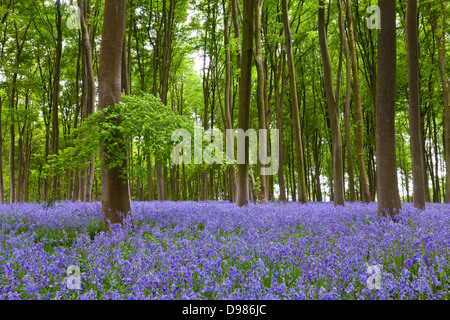 Bluebells in tra i faggi a Michedever legno in Hampshire Foto Stock