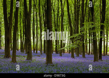 Un patch di sole illumina il bluebells in tra i faggi in una foresta di Hampshire. Foto Stock