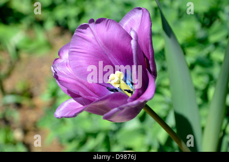 Viola tulip fiori - varietà non è nota ma possibilmente Negrita o Saigon. Un trionfo varietà Foto Stock
