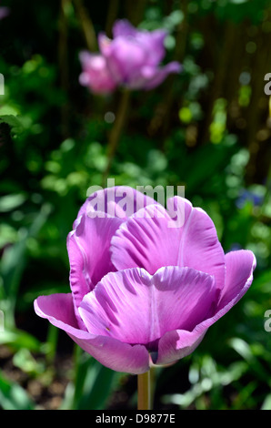 Viola tulip fiori - varietà non è nota ma possibilmente Negrita o Saigon. Un trionfo varietà Foto Stock