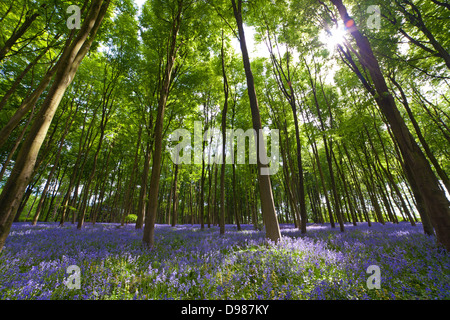 Bluebells a Michedever legno in Hampshire prese al livello del suolo utilizzando un estremo lente grandangolare e tiro Contre Jour Foto Stock