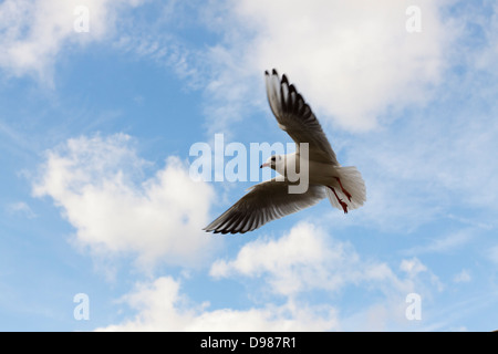 Testa nera gabbiano, Chroicocephalus ridibundus battenti contro un cielo blu, England, Regno Unito Foto Stock