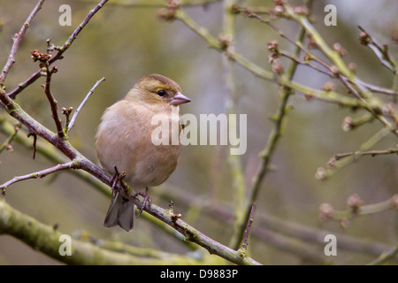 Femmina, fringuello Fringilla coelebs, appollaiato su un albero, Rutland, England, Regno Unito Foto Stock