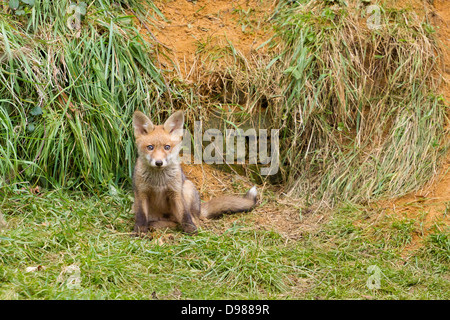 Giovani Red Fox Cub Vulpes vulpes, Kent, England, Regno Unito Foto Stock