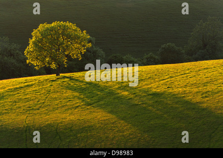 L'impostazione della retroilluminazione a sun una quercia la colata è lunga ombra su una collina di erba sulla South Downs National Park Hampshire Foto Stock