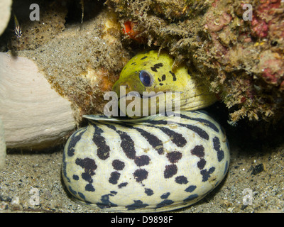 Macchia-faccia anguilla Moray - Gymnothorax fimbriatus, Ambon, Indonesia Foto Stock