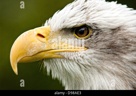 Un ritratto di profilo di un aquila calva (Haliaeetus leucocephalus). Noto anche come American Eagle, il simbolo nazionale degli Stati Uniti d'America. Foto Stock