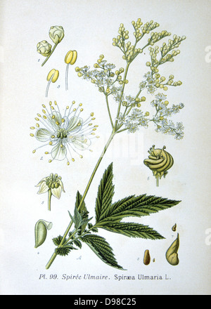 Olmaria (Spirea ulmaria o Filipendula ulmaria) erbe perenni nativo di Europa e Asia occidentale. Usato come un spargimento herb (un favorito di Elisabetta I d'Inghilterra), un aroma in vino e conserve, e in pentola pourr. Da Amedee Masclef "Atlas des Plantes de France", Parigi, 1893. Foto Stock