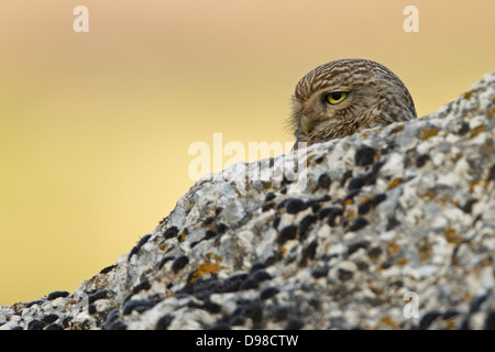 Piccolo gufo, Athene noctua lilith, Steinkauz Foto Stock