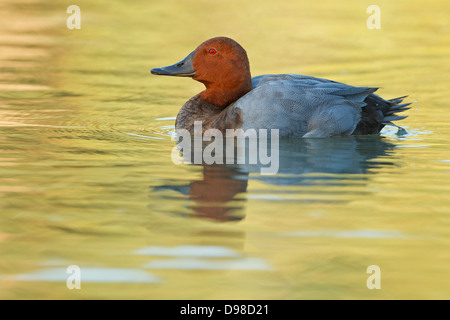 Pochard comune, Pochard, Aythya ferina,Anas ferina, Tafelente Foto Stock