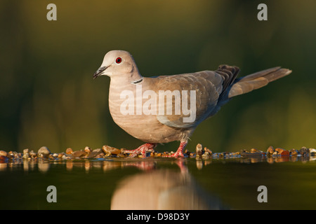 Colomba a collare, Eurasian Colomba a collare, Streptopelia decaocto, Türkentaube Foto Stock