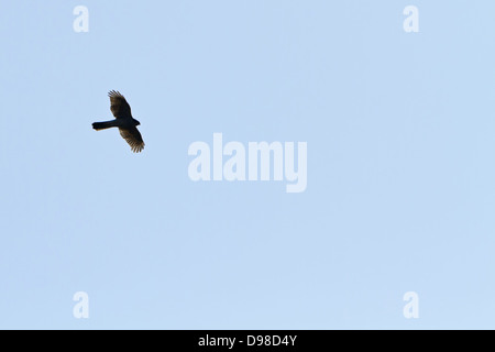 Habicht, astore, astore, Accipiter gentilis, Autour des palombes, Azor Común Foto Stock