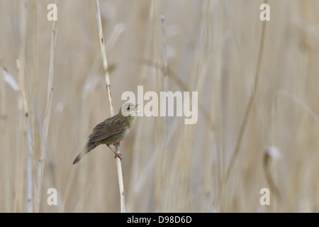 Feldschwirl, Grasshopper trillo, Locustella naevia, Feldschwirl, comune Grasshopper trillo, Grasshopper-Warbler comune Foto Stock