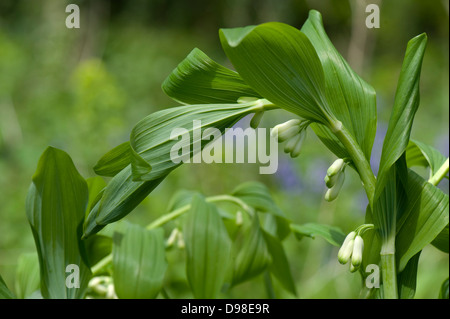 Salomone sigillo, Polygonatum mutiflorum, un impianto di bosco proveniente in fiore con foglie superiori dispiegarsi Foto Stock