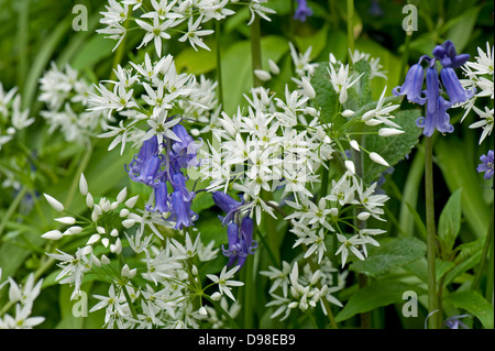 Aglio selvatico, Allium ursinum, bianca fioritura con bluebells, Hyacinthoides sp., in primavera Foto Stock