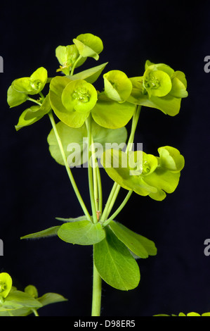 Il legno di euforbia Euphorbia amygdaloides fiori verde brillante Foto Stock