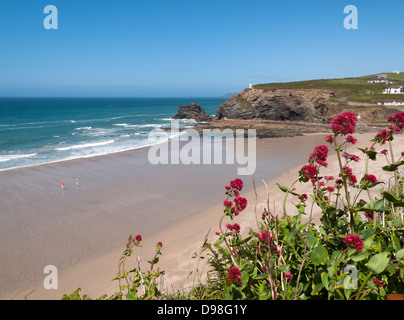 Spiaggia Portreath red piante di valeriana, Cornwall Inghilterra England Regno Unito. Foto Stock