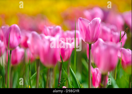 I tulipani in giardino Foto Stock