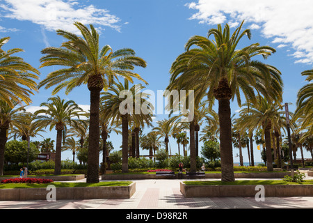 Palme sotto il sole Passeig de Jaume I Promenade a Salou Foto Stock