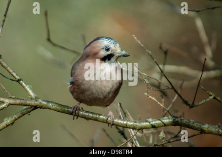 Jay Garrulus glandarius sul ramo di albero Foto Stock