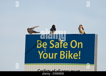 Tre rondini (Hirundo rustica) appollaiato su un segno che propugnano la sicurezza di bicicletta in St Albert Alberta Foto Stock