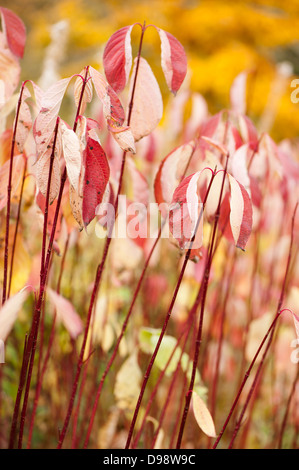 Con gambo rosso o rosso abbaiato sanguinello, Cornus alba, in autunno Foto Stock