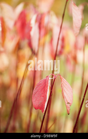 Con gambo rosso o rosso abbaiato sanguinello, Cornus alba, in autunno Foto Stock