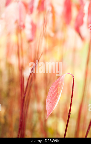 Con gambo rosso o rosso abbaiato sanguinello, Cornus alba, in autunno Foto Stock