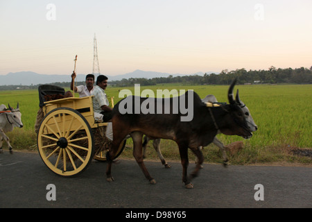 Carrello di giovenco passando attraverso la strada nei pressi di risaie, villaggio in Kerala India Foto Stock