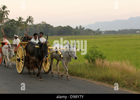 Carrello di giovenco passando attraverso la strada nei pressi di risaie, villaggio in Kerala India Foto Stock