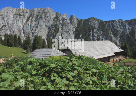 Rifugio alpino Korosica in Caravanche (Alpi slovene) con monaci rabarbaro (rumex alpinus) in primo piano Foto Stock