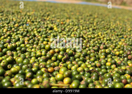 Acerbi di drupe di pepe nero sparse asciugare il Kerala India Foto Stock