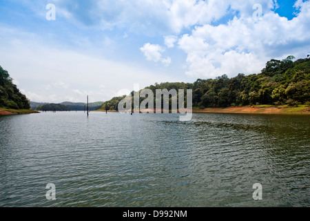 Gli alberi in una foresta a lago, Thekkady Lago, Thekkady, Parco Nazionale del Periyar, Kerala, India Foto Stock