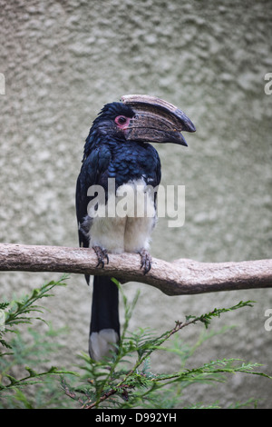 Trombettista hornbill - Bycanistes bucinator - perching. Foto Stock