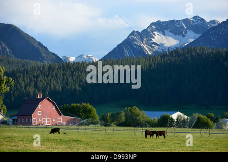 Le mucche al pascolo in una fattoria la valle Wallowa, Oregon. Foto Stock